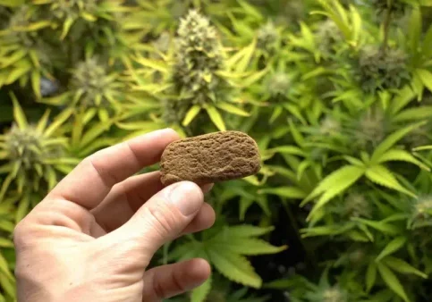 How is Cannabis Hash Made?