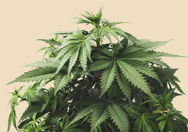 Best Indica Strains for Relaxation and Sleep