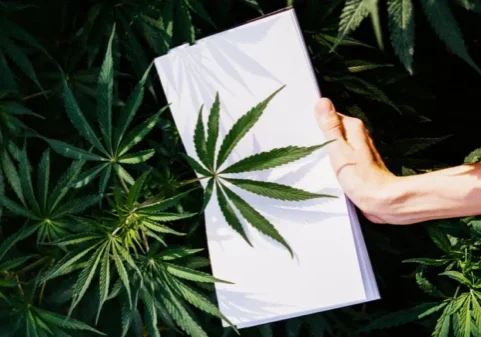 What Cannabis Strain Is Best for Chronic Pain?