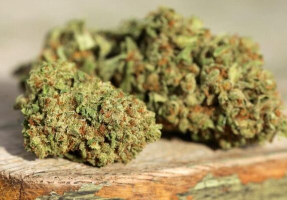 What Cannabis Strains Help With ADHD and Focus?