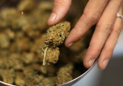 benefits of buying cannabis in bulk