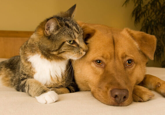 Cat and dog resting together on bed