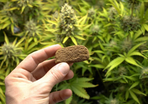 What is the Difference between Hash and Weed in 2026