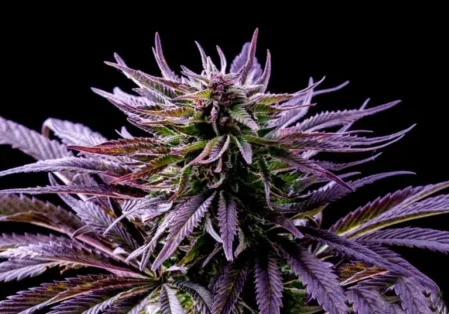 What is Kush?