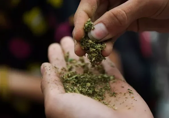 syntheticWeed-856359012-770x553-1_jpg